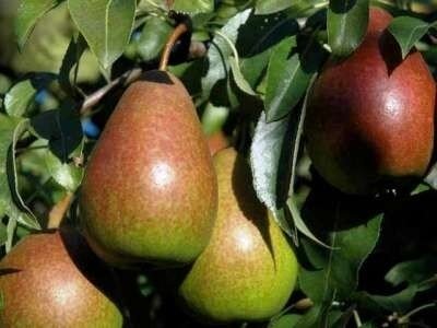 Pyrus 'Bonne L. d'Avranches', 10/12 Blote wortel, Lei-fruit voorgeleid met rek