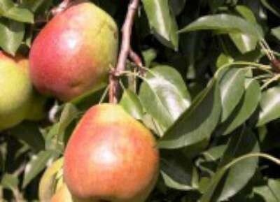 Pyrus 'Clapp's Favourite', 10/12 Blote wortel, Lei-fruit voorgeleid met rek