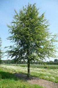 Fagus sylvatica, 12/14 Draadkluit, Groene beuk