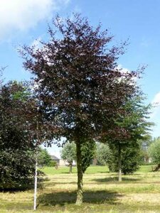 Fagus sylv. 'Atropunicea', 14/16 Draadkluit, Rode beuk