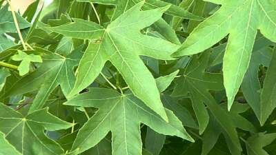 Liquidambar styraciflua, 14/16 Draadkluit, om te leiden zonder rek