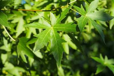 Liquidambar styr. 'Worplesdon', 10/12 Draadkluit, om te leiden zonder rek