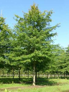 Quercus palustris, 10/12 Blote wortel, Moeraseik