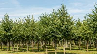 Tilia cor. 'Greenspire', 10/12 Blote wortel, Kleinbladigelinde