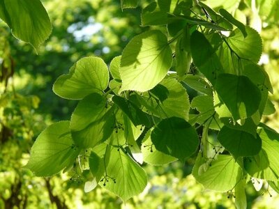 Tilia cor. 'Greenspire', 10/12 Blote wortel, om te leiden zonder rek