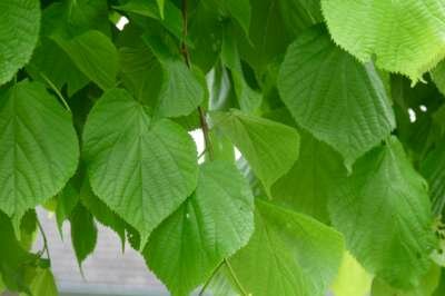 Tilia eur. 'Pallida', 10/12 Draadkluit, om te leiden zonder rek