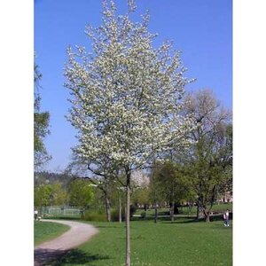 Amelanchier arb. 'Robin Hill', 6/8 30L, Krentenboom