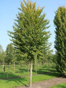 Carpinus betulus, 8/10 Blote wortel