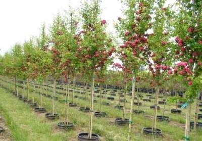 Crataegus media 'Paul Scarlet', stam 150cm 10L, Meidoorn