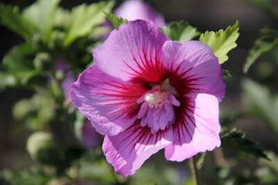 Hibiscus syr. 'Oiseau Blue', stam 100cm Kluit, Heemstroos (Blue Bird)