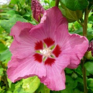 Hibiscus syr. 'Woodbridge', stam 90cm Kluit, Althaeastruik