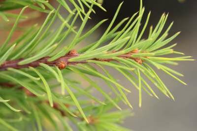 Larix decidua 'Little Bogle', stam 90cm 5L, Europese lork