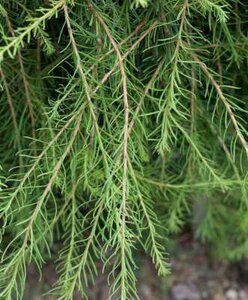 Larix decidua 'Puli', stam 120cm pot, Europese lork