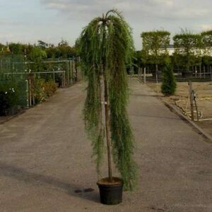 Larix kaempf. 'Stiff Weeper', 180cm 7.5L, Japanse treurlork