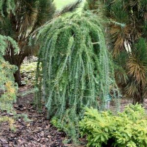 Larix kaempf. 'Boring Weeper', 150cm 10L, Japanse treurlork