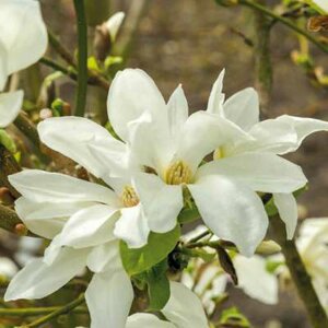 Magnolia kobus 'Isis', 6/8 Kluit, Beverboom