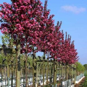 Malus tor. 'Scarlett', stam 120cm pot, Sierappel