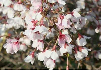 Prunus incisa 'Kojou-no-mai', stam 90 cm pot, Dwergsierkers