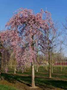 Prunus subh. 'Pendula Rubra', stam 150cm Pot, Japanse sierkers