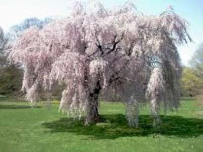 Prunus subh. 'Pendula', 10/12 Blote wortel, Japanse sierkers