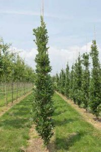 Quercus warei 'Regal Prince', 8/10 Draadkluit, Eik (=long)