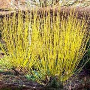 Cornus ser. 'Flaviramea', Canadese kornoelje, bosplantgoed, 0+1 40-60