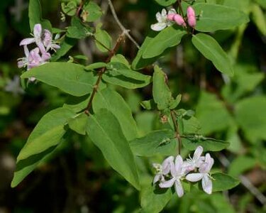 Lonicera Tatarica, Tartaarse kamperfoelie, bosplantgoed, 0+1 40-60 