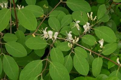 Lonicera xylosteum, Rode kamperfoelie, bosplantgoed, 1+1 50-80