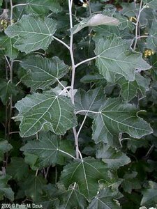 Populus alba, Zilver populier, bosplantgoed, 0+1 80-100