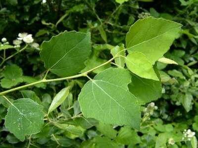 Populus tremula, 1+1 60-100, Ratelpopulier, bosplantgoed