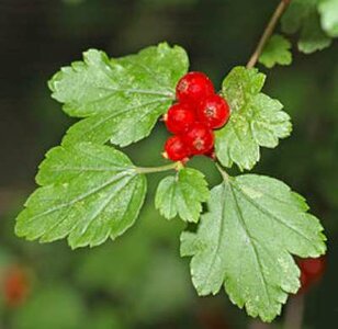 Ribes alpinum, Alpenbes, 0+1 40-60