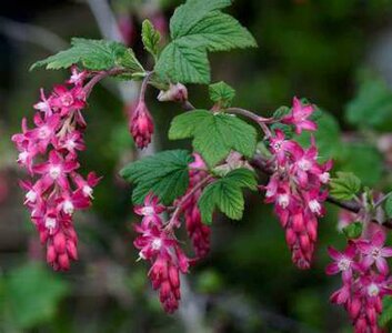 Ribes sang. 'King Edward VII', 0+1 40-60