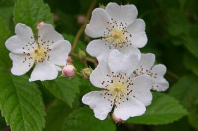 Rosa multiflora, Trosrozen, 1+1 60-100