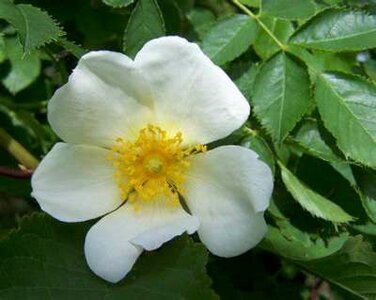 Rosa arvensis, Trosrozen, 1+1 60-100