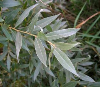 Salix alba, Knotwilg, bosplantgoed, 0+1 60-100