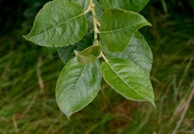 Salix caprea, Boswilg, 0+1 60-100