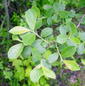 Salix cinerea, Grauwe Wilg, 0+1 60-100