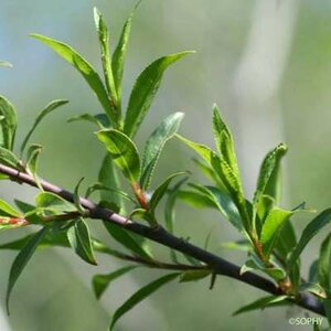 Salix daphnoides, Berijpte Wilg, 0+1 60-100