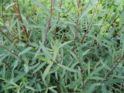 Salix purpurea, Bittere wilg, 0+1 60-100