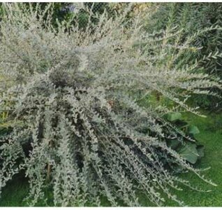 Salix repens 'Nitida', Kruipwilg, 0+1 40-60