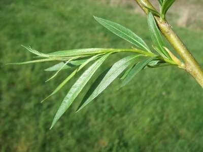 Salix viminalis, Katwilg, 0+1 60-100