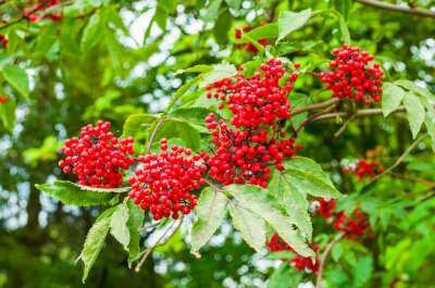 Sambucus racemosa, Trosvlier, 1+1 60-100