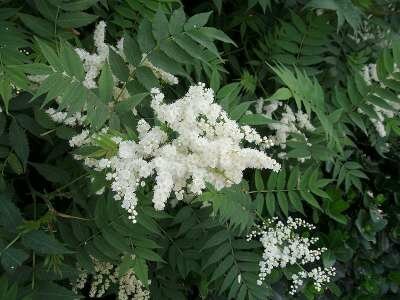 Sorbaria sorbifolia, Lijsterbes, 1+1 50-80