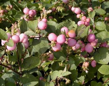 Symphoricarpos d. 'Magic Berry', Sneeuwbes, 0+1 40-60