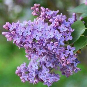 Syringa vulgaris, Sering 1+2 40-60