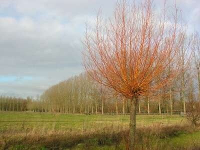 Salix alba 'Chermesina', 10/12 blote wortel, Wilg