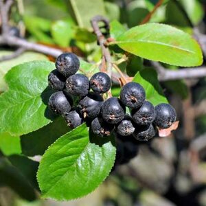 Aronia prunifolia 'Nero', 3L Zwarte appelbes