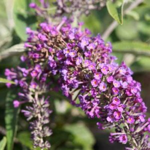 Buddleja dav. 'Purple Chip', 3L pot, Vlinderstruik