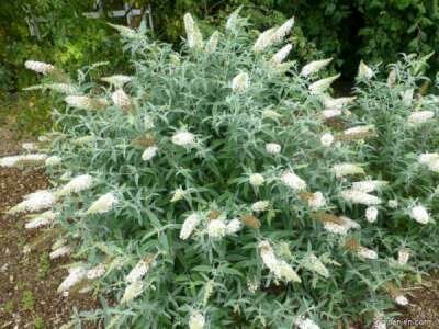 Buddleja dav. 'White Ball', 3L Vlinderstruik ®