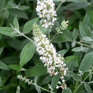 Buddleja dav. 'White Chip', 3L pot, Vlinderstruik